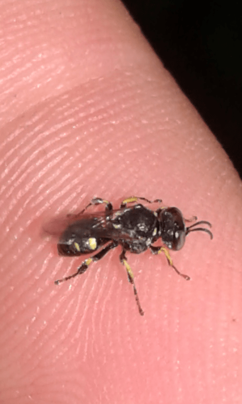 Crabronidae : Oxybelus sp.? S.